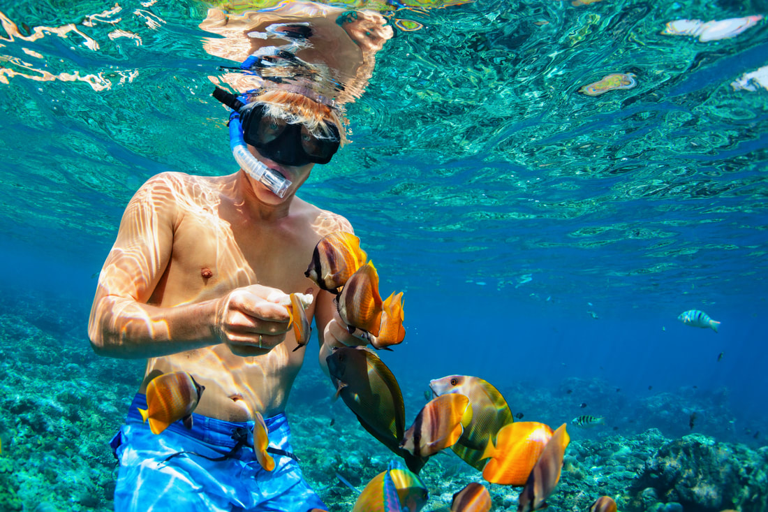 person snorkeling with tropical fish